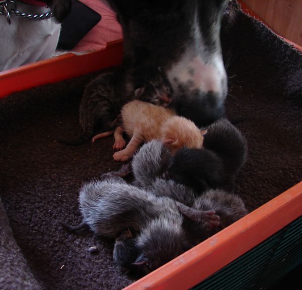 newborn kittens