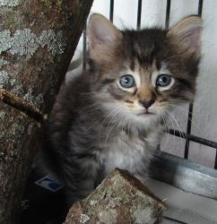 Kittens Kittens Kittens