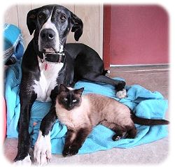 In and around Stephenville, Texas: Pet Placing on Facebook!