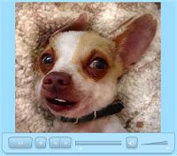 Chihuahua sings in baby voice 