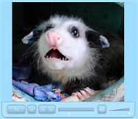 Opossum apologizes Monty Python style 