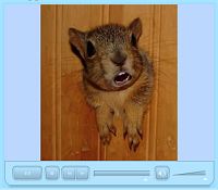 Talking Squirrel