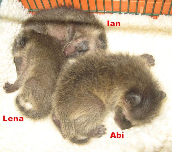 kittenbaby.com