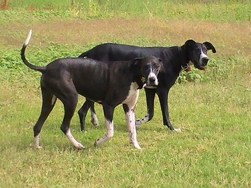 Great Danes