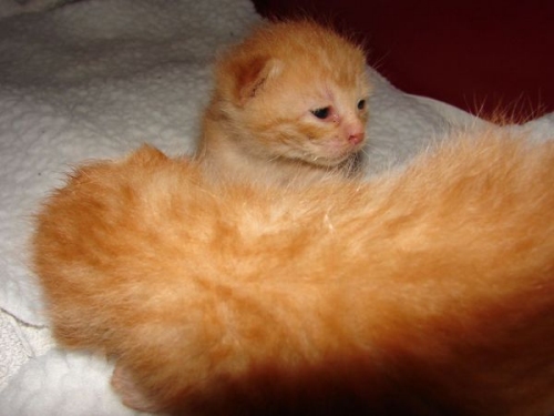kittenbaby.com