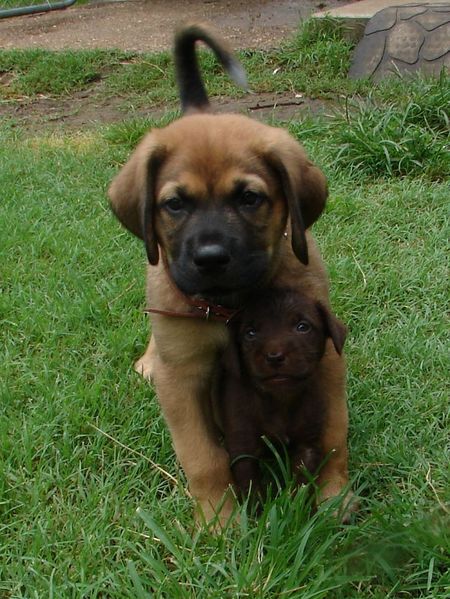 brown puppy