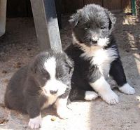 Border Collie Puppies