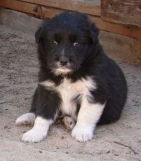 Border Collie Puppies