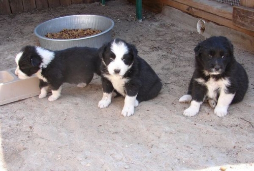 border collie puppies