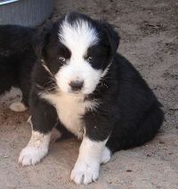 Border Collie Puppies