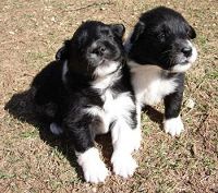 Border Collie Puppies