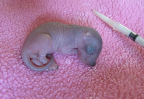 kittenbaby.com