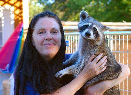 orphaned raccoon