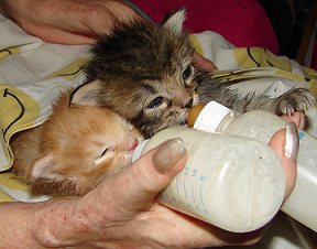 how to raise a baby kitten