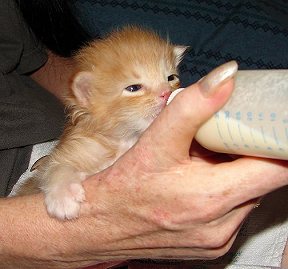 Feeding your Kitten