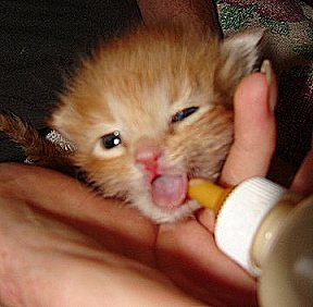 Bottle-feeding your Kitten