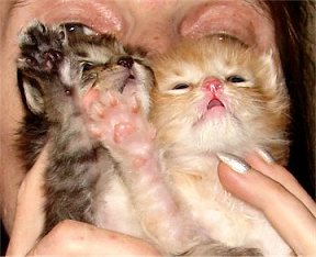 Adopt a Kitten