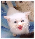 Healthy parasite-free Kitten