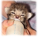 How to raise an orphaned Kitten - Kitty Love