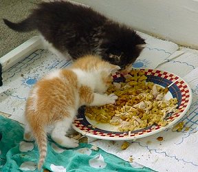 First food from the plate is always a mess!