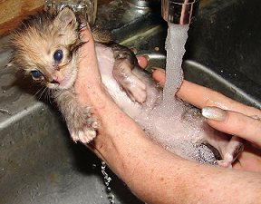 Kitten Bathing