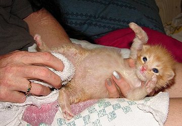 constipated newborn kitten