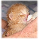 How to raise an orphaned Kitten - Kitten Health Care