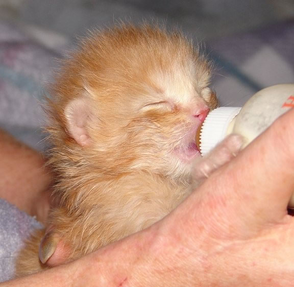 nursing kitten