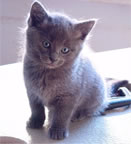 Kittenbaby.com Photo Album and Picture Gallery