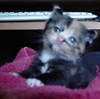 Kittenbaby.com Photo Album and Picture Gallery