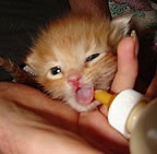 Kittenbaby.com Photo Album and Picture Gallery