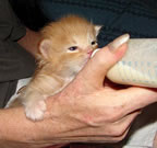 Kittenbaby.com Photo Album and Picture Gallery