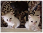 Kittenbaby.com Photo Album and Picture Gallery