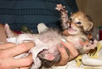 Kittenbaby.com Photo Album and Picture Gallery