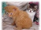 Kittenbaby.com Photo Album and Picture Gallery